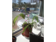 ������ ���������