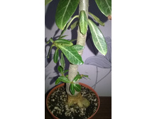 WP 20150926 11 45 45 Pro.jpg