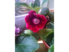 ��������� ����������� �������