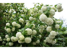 ������ ������-148