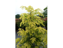 ����� canadensis Wintergold 40-60cm Co-7.5l-27,99.JPG