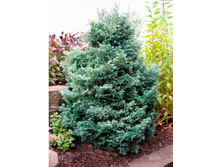 ����������� Baby Blue 20-25cm C2/C3-16,82