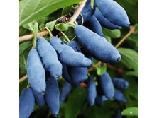 ��������� ������������� �������.-191