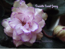 Fredette Sweet Jenny