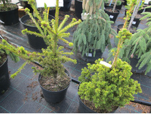 �.��.����1500