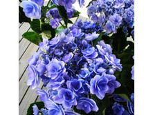 ��������� � ��� �� �������-197