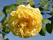 DSC 1020.JPG