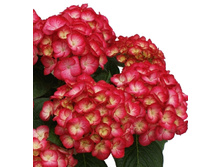 ��������� ������� �������-168�