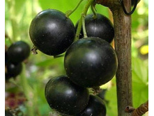 ��������� ����������� II -180�.jpg