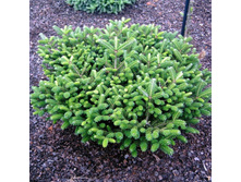 ����� koreana Oberon 15-20cm C3-20,40.jpg