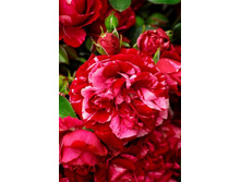 The Durrell Rose-10,80.jpg