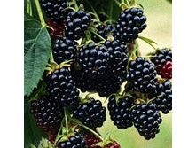 ������� ��� ����-194