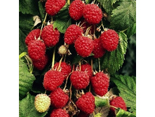 ������ ������� �������-179