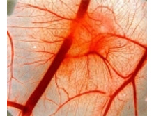 ���� �� 3 ������ ��� �������������� �������� ������� NEW.jpg