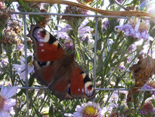 P1050346.JPG