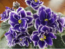 ��- ��������� �����