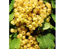 ��������� ����� ����� ���������-143