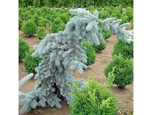 ��� pungens Glauca Pendula 30-40cm Co-5-30,08.jpg