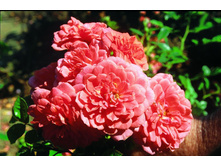 Lady Penelope-11,95.jpg