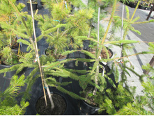 ��� �������1900