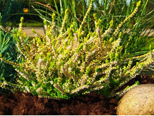 Calluna Westerlee Gold-1,75