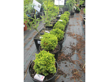 ����� ���� 680