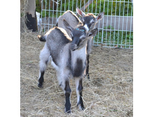 ������� �� 04.06.2015