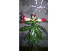 WP 20150926 11 45 16 Pro.jpg