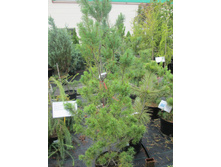 �������� 3200