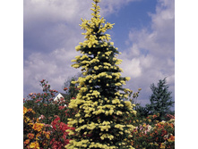 ��� pungens Maigold 30-40cm Co-7,5-30,08.jpg