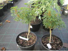 ���� �����2400