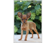 3 ������