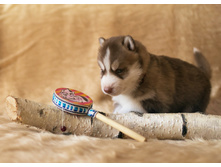 №2 �������