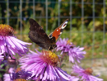 P1050216.JPG