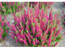Calluna Dark Star-1,61