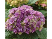 � ��� �� ��������� ���� No1