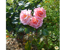 DSC 0947.JPG