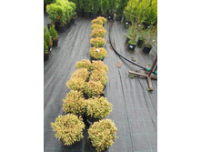 ������ ������490-590