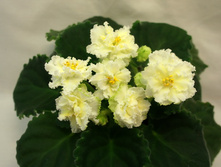 ��-�����(������� 2013) ���� ����