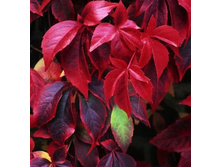 ������� �������� ����������-150