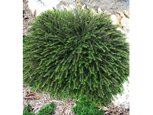 ��������� ��������������-141