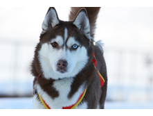 ���� - YUSTILIANNA S GOLUBOI ZVEZDI