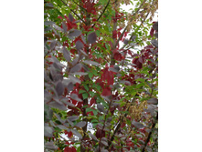 DSC03206.JPG