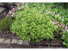 ��������� peregrina 20-30cm C3-30,08