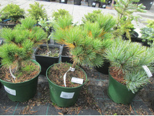 ����� ����������� �������2400-�.���.�������2500-�.���� 2600