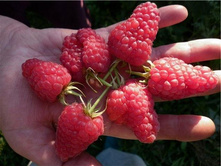 ������ �������� ������-130�