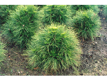 ����� nigra Spielberg 30-40cm Co-5-30,08.jpg