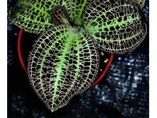 Macodes sanderiana