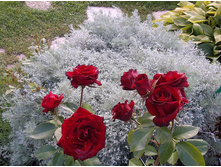 ������ �������� � �������