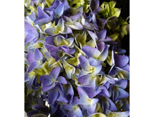 ��������� ���� ��� 207�